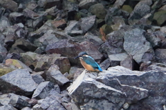 カワセミ　ⅰ