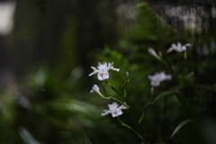 近所に咲く花Ⅳ