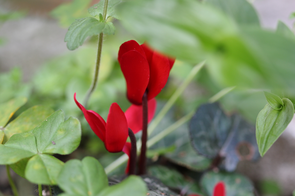 身近な花たち