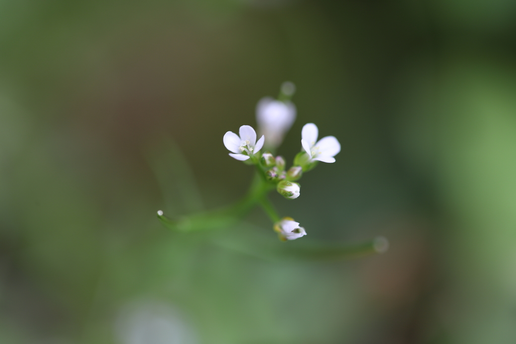 ちっちゃな野の花　ⅲ