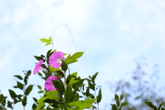 秋空