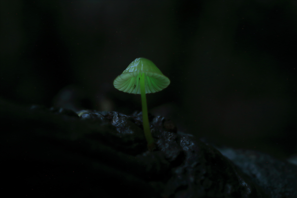 今年は当たり年Ⅴ