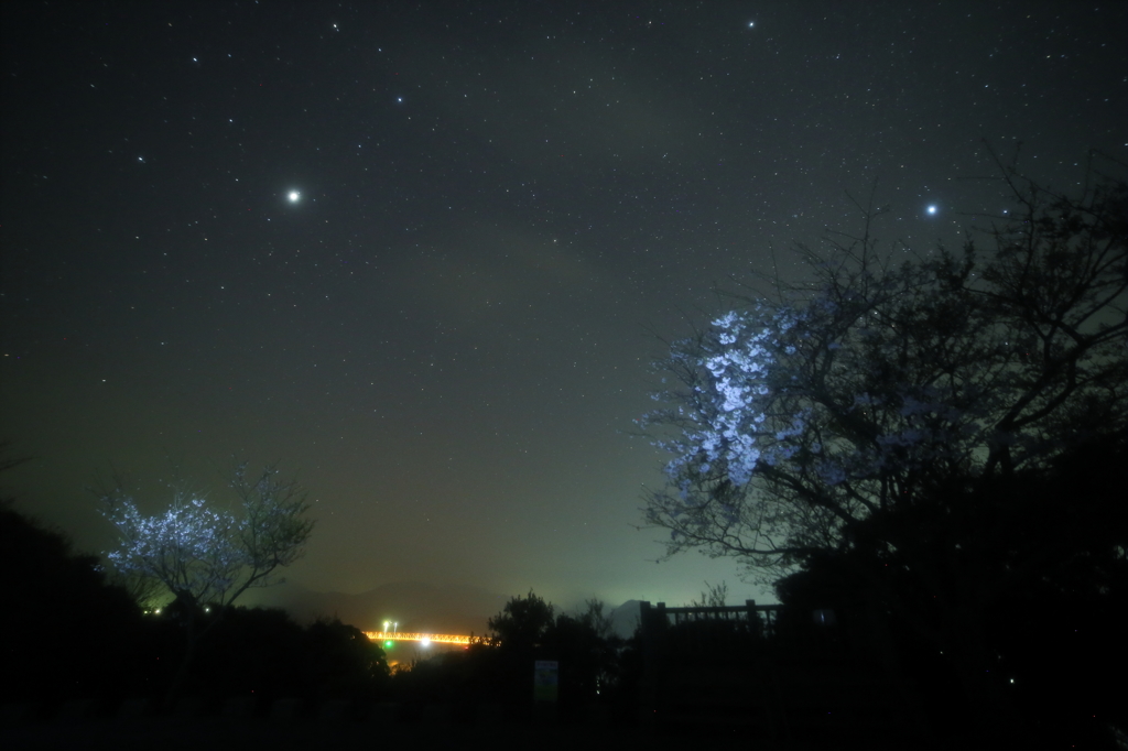 島の夜桜Ⅱ