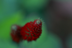 マクロで花を　ⅱ