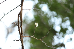 境内に咲く　四