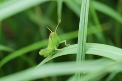 綺麗に撮れたかい　弐