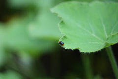 梅雨入りの庭先Ⅳ