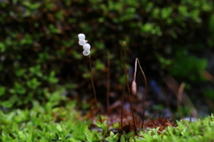 苔の花