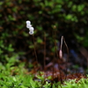 苔の花