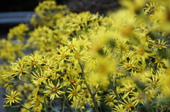 つわぶきの花
