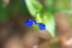 ソフトなレンズで　ⅳ