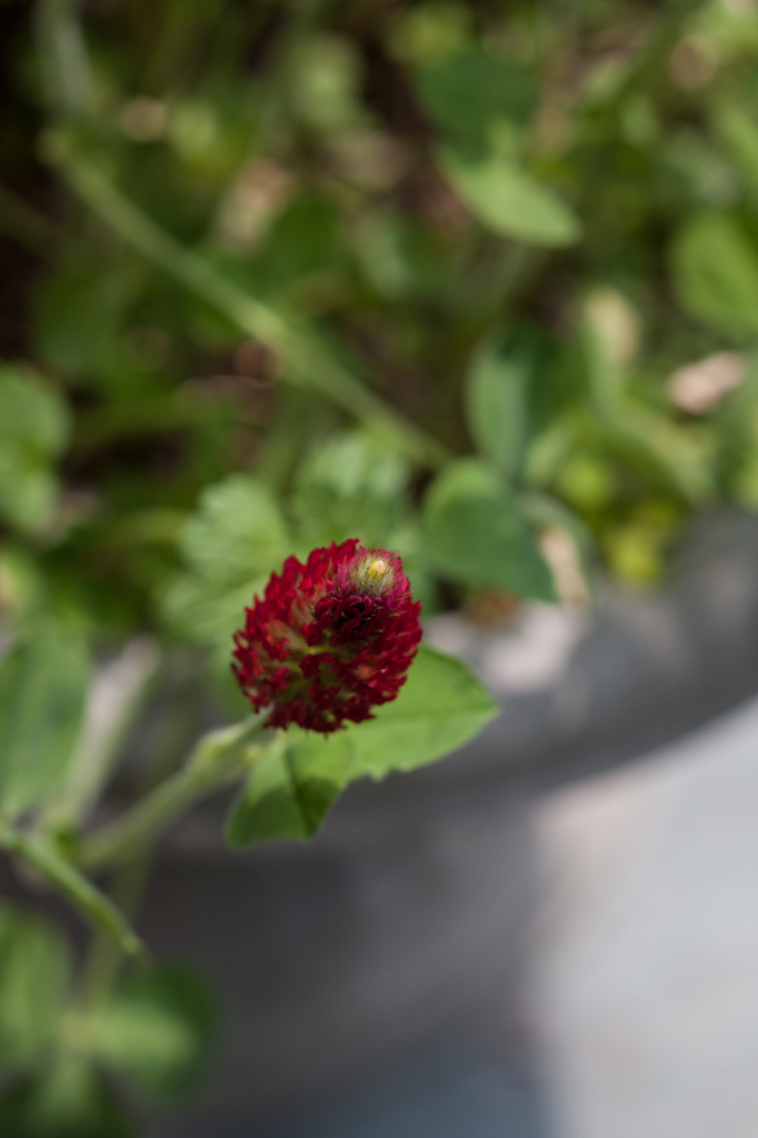 イチゴに火ともる