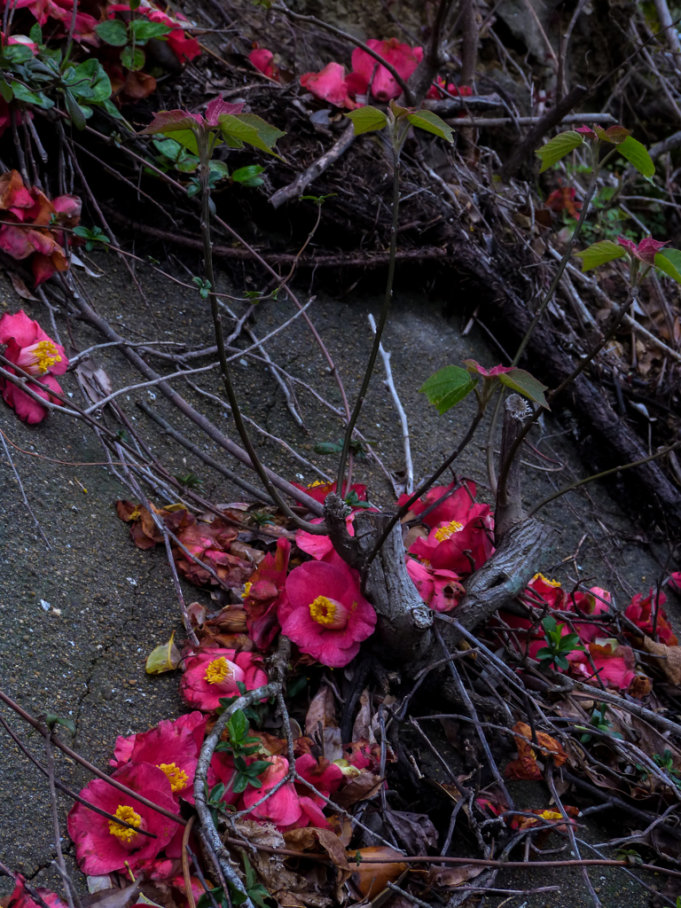 栄華の去りてⅤ