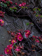 栄華の去りてⅤ