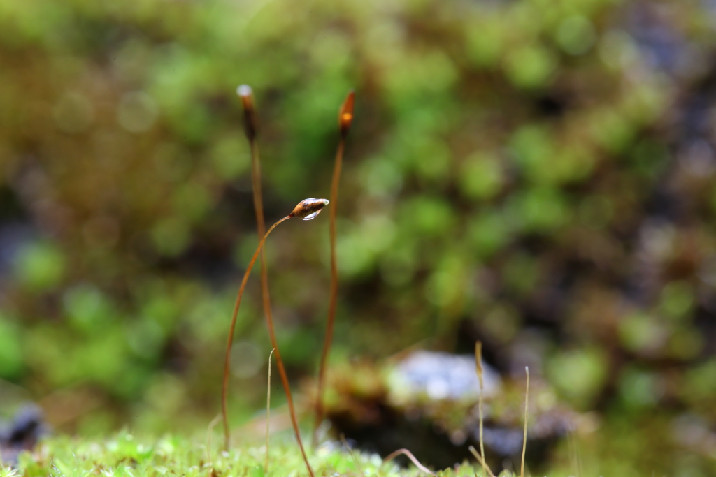 塀　苔の世界Ⅳ