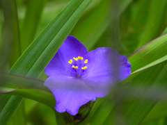 ムラサキツユクサⅡ