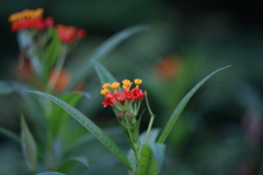 ロシアのレンズで花たちを　ⅱ