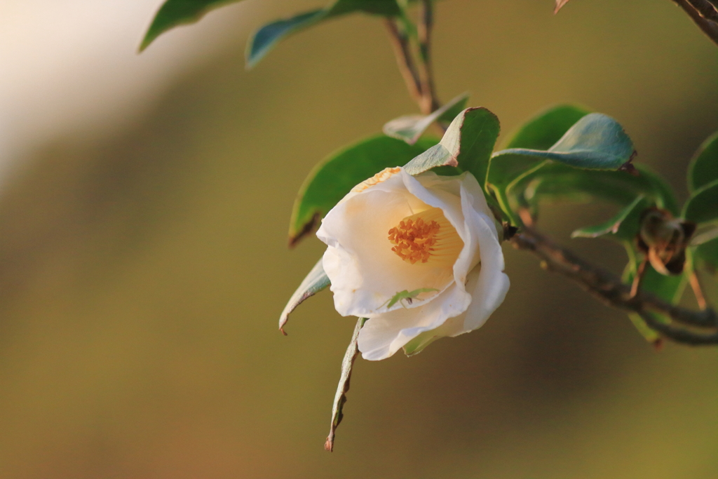 日の出の後に　ⅰ