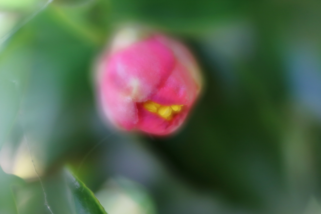 今日も追っかけやぶ椿　ⅰ