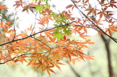 季節の境目Ⅱ