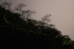 姫から源氏へⅡ