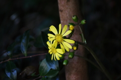 つわぶきの花Ⅱ