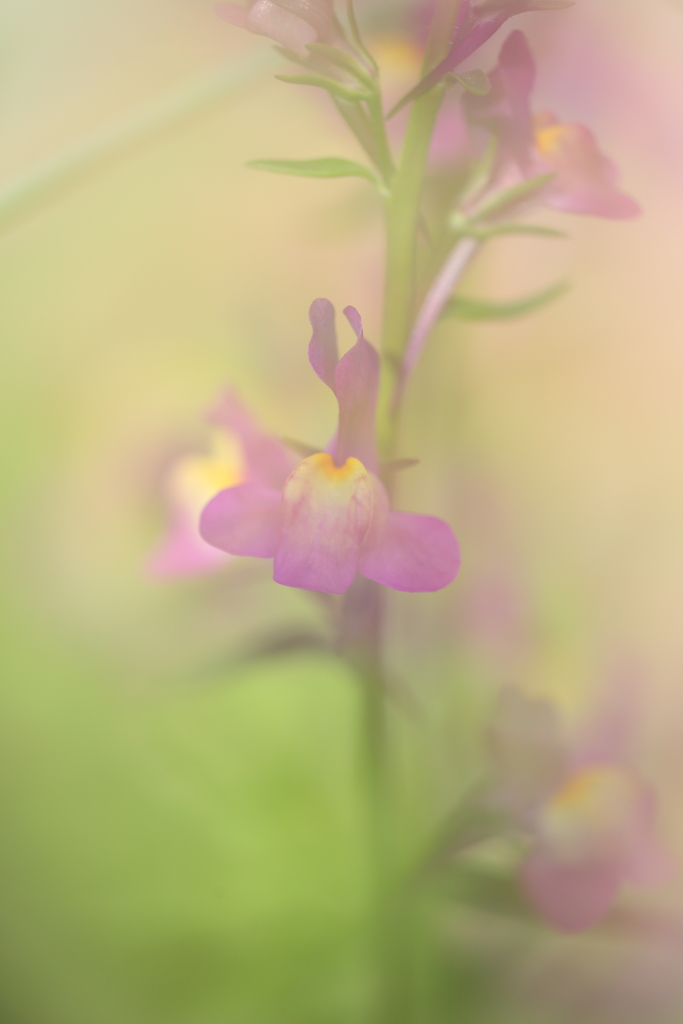 雨上がりのお遊びⅣ