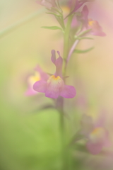 雨上がりのお遊びⅣ