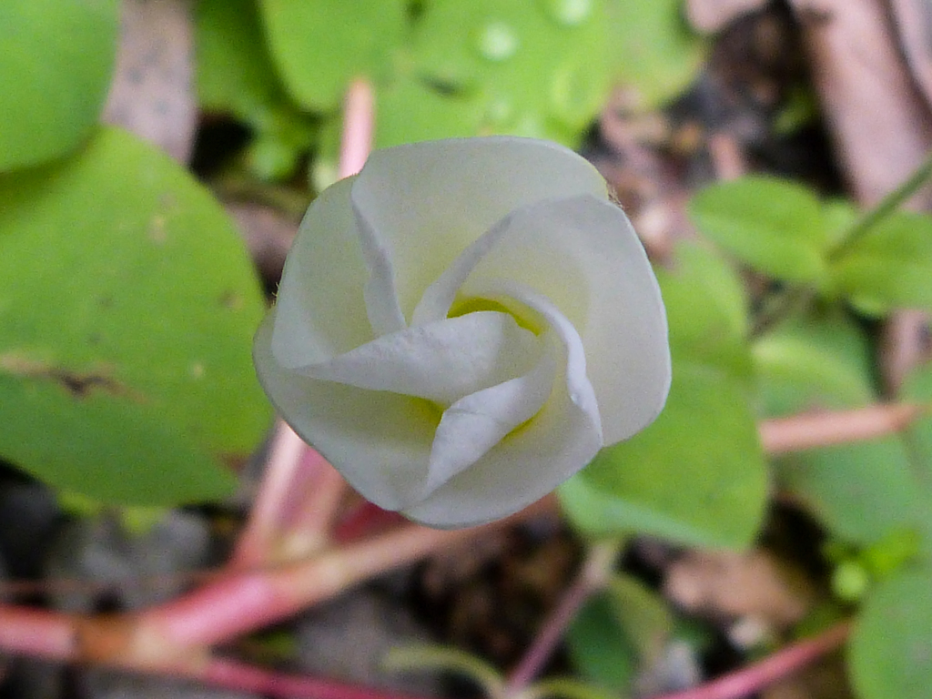 マクロズームⅡ