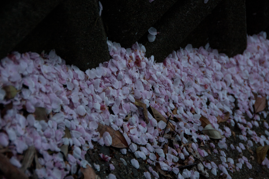 花吹雪の後・・・