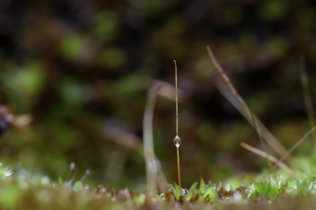 塀　苔の世界Ⅲ