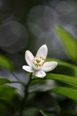 身近な花Ⅴ
