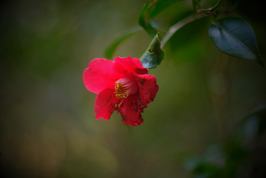 やぶ椿 f1.2　ⅰ