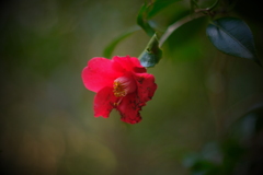 やぶ椿 f1.2　ⅰ
