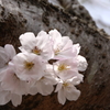 桜Ⅱ