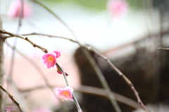 枝垂れ梅Ⅱ