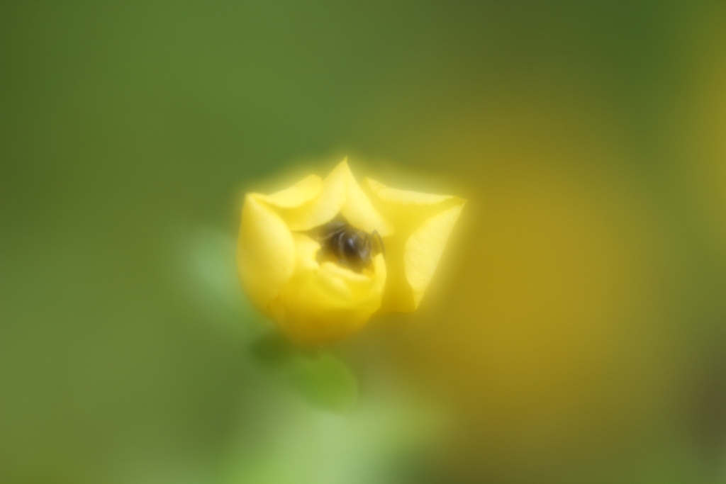 蜜蜂ハッチⅢ