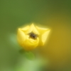 蜜蜂ハッチⅢ