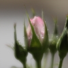 雨上がりⅡ