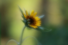 ミニひまわり　ⅱ