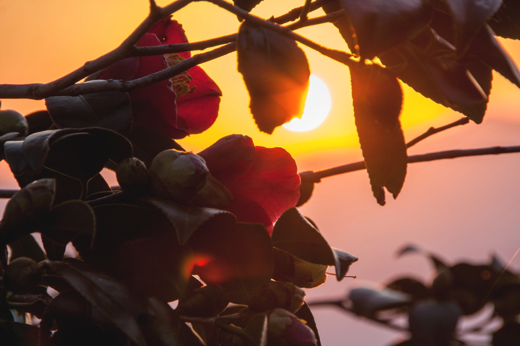 朝日を浴びてⅠ