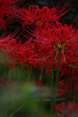 彼岸花　参