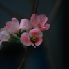 木瓜ⅱ