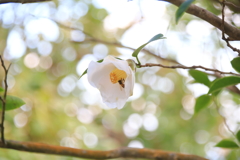 咲き始めたよ　ⅱ