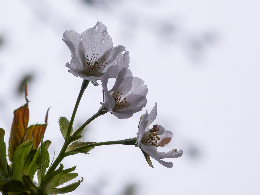 小雨の中に・・・