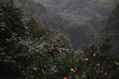 雨風に舞う