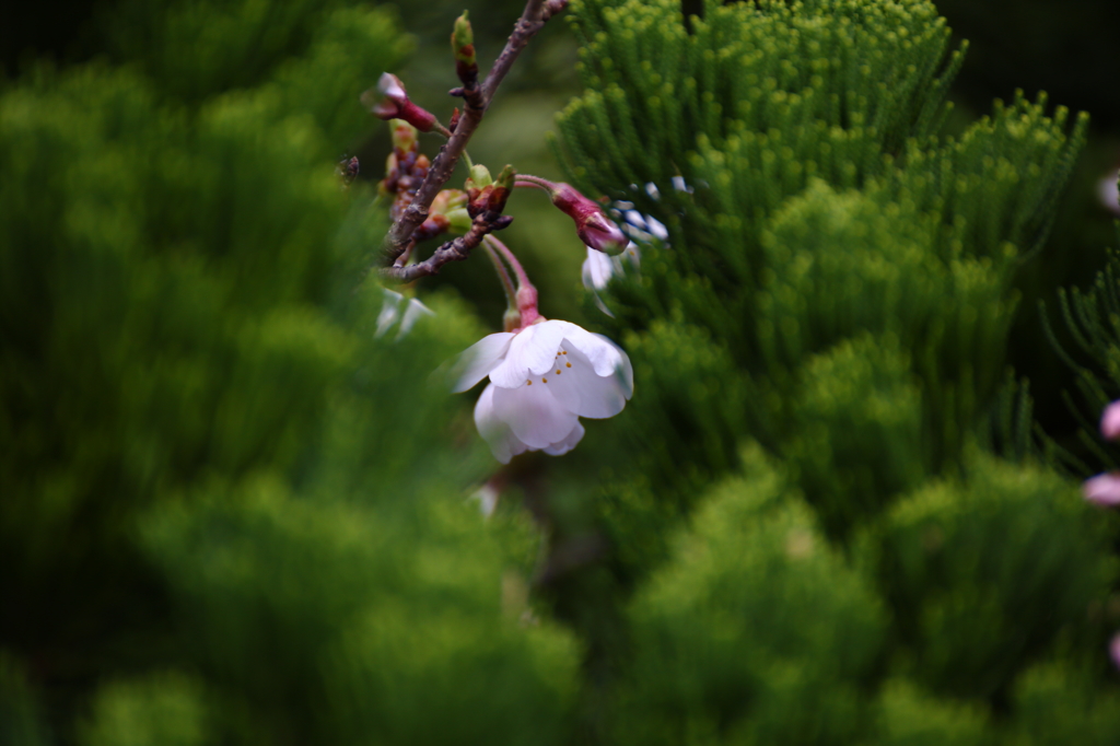 桜咲くⅡ
