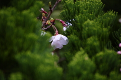 桜咲くⅡ