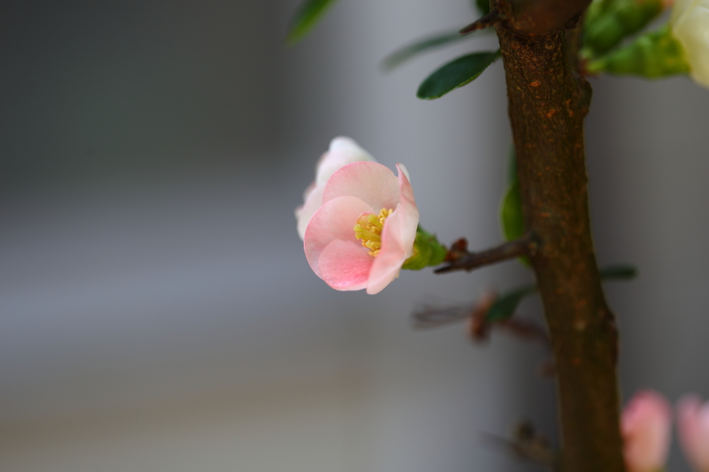 お庭の木瓜も綺麗ですⅤ