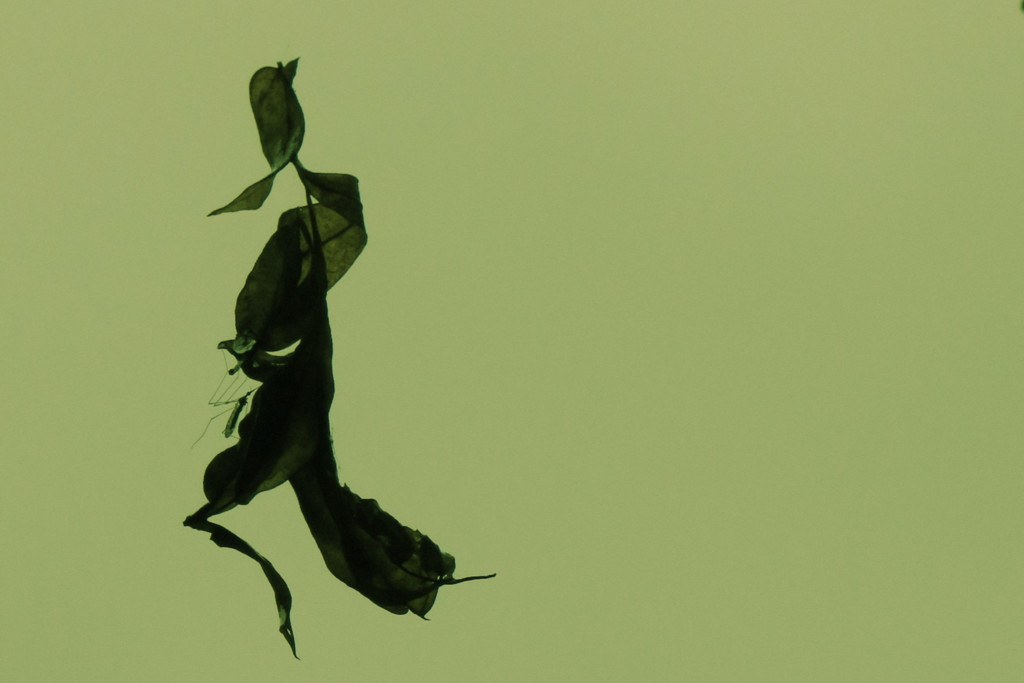 雨の日の戯れⅢ